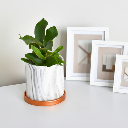 Staghorn Fern – Platycerium bifurcatum 'Elkhorn’