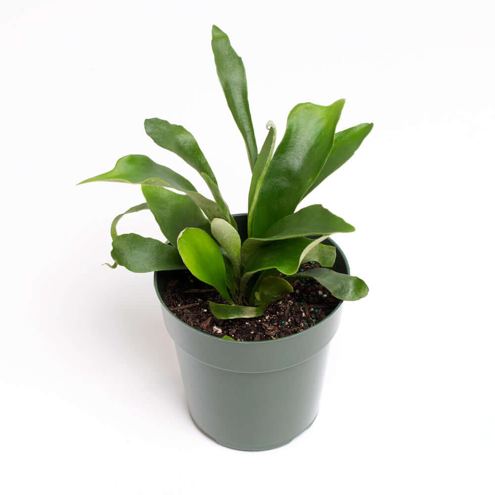 Staghorn Fern – Platycerium bifurcatum 'Elkhorn’
