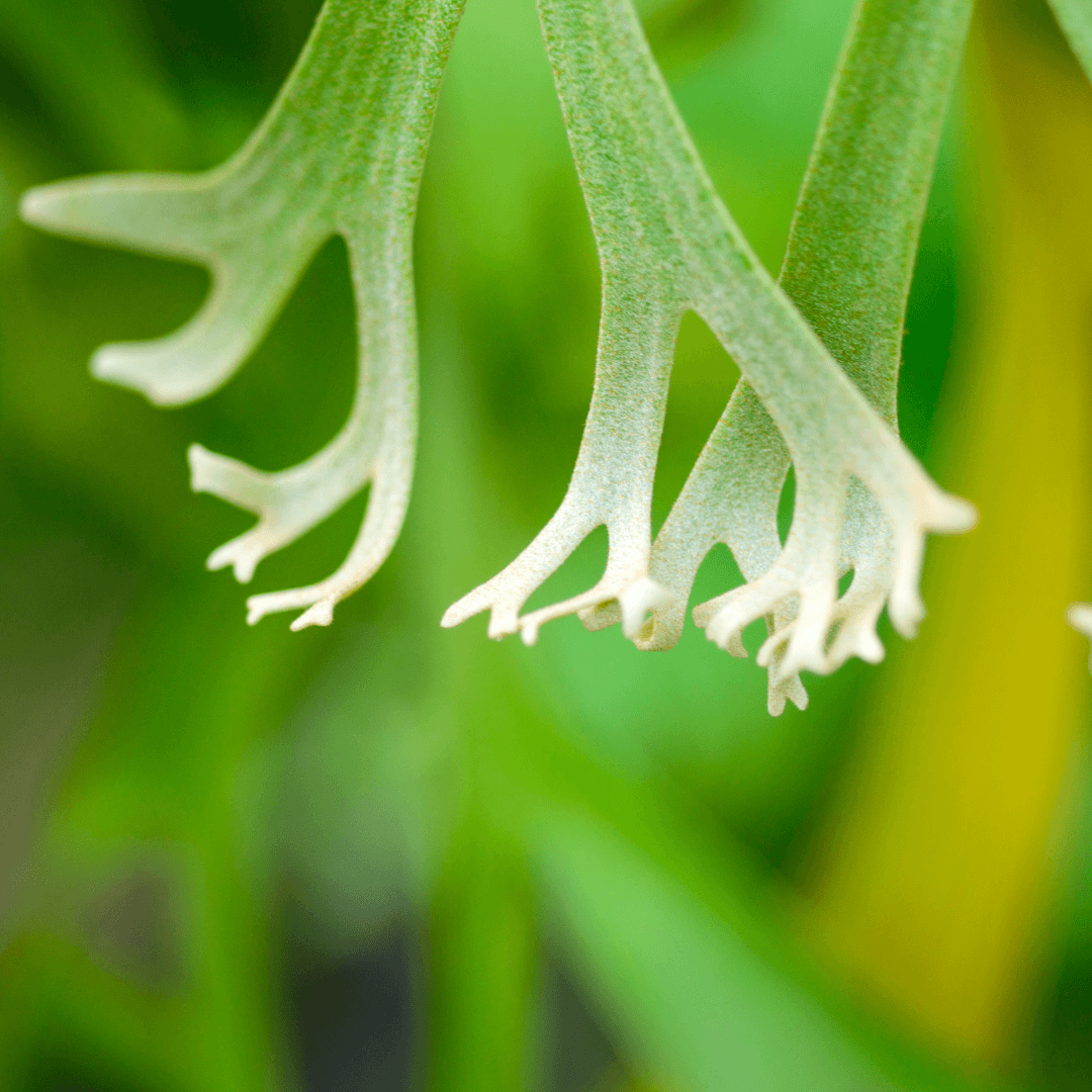 Staghorn Fern – Platycerium bifurcatum 'Elkhorn’