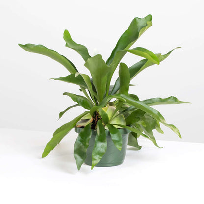 Staghorn Fern – Platycerium bifurcatum 'Elkhorn’