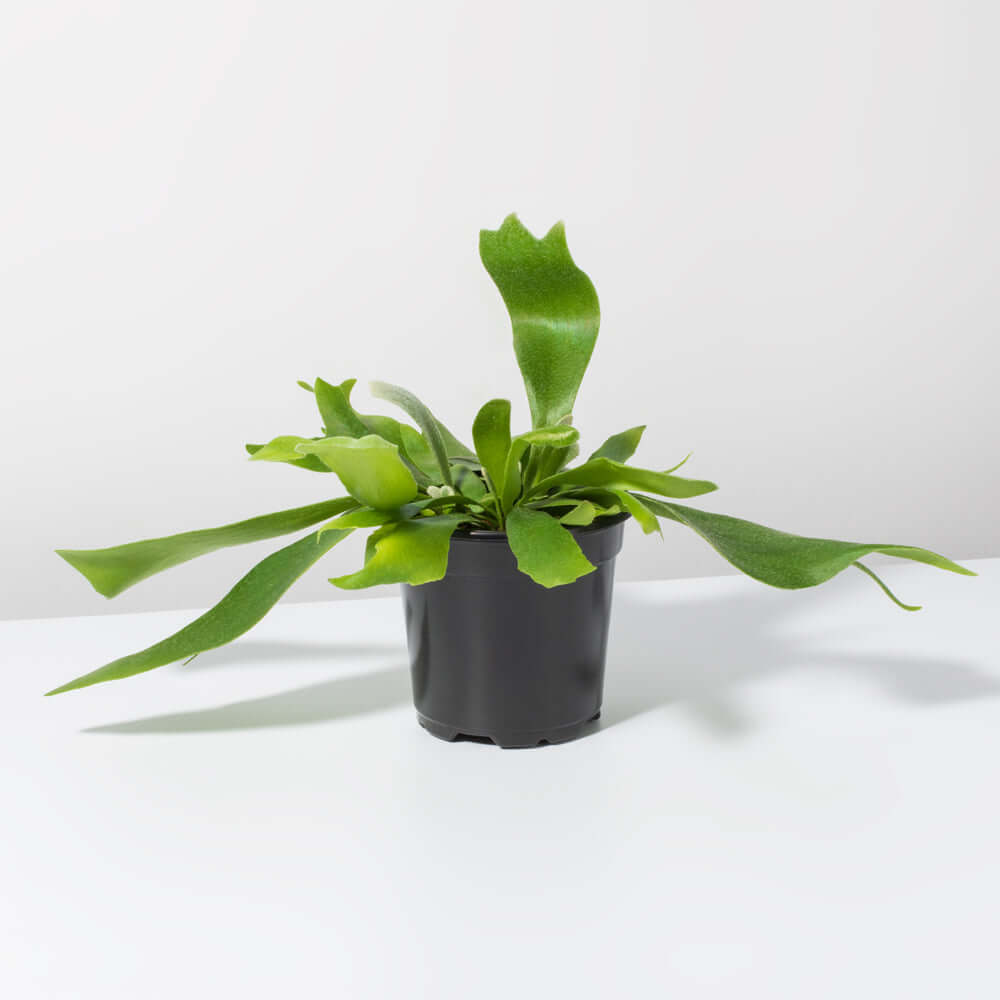 Staghorn Fern – Platycerium bifurcatum 'Elkhorn’