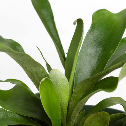 Staghorn Fern – Platycerium bifurcatum 'Elkhorn’
