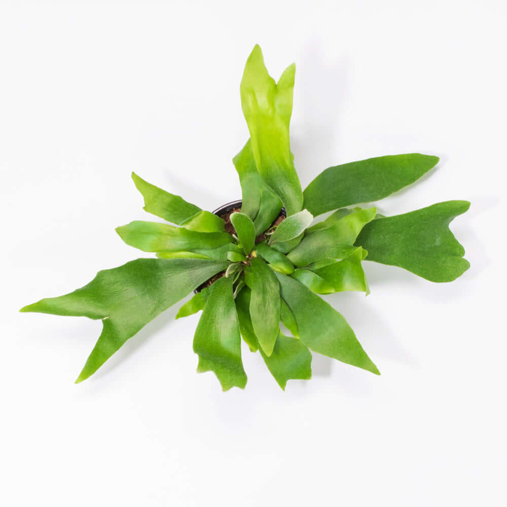 Staghorn Fern – Platycerium bifurcatum 'Elkhorn’