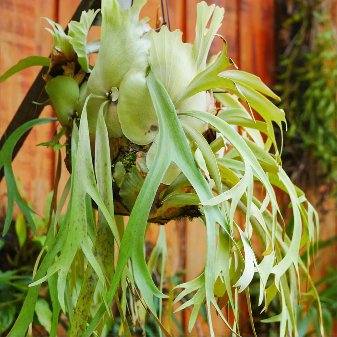 Staghorn Fern – Platycerium bifurcatum 'Elkhorn’