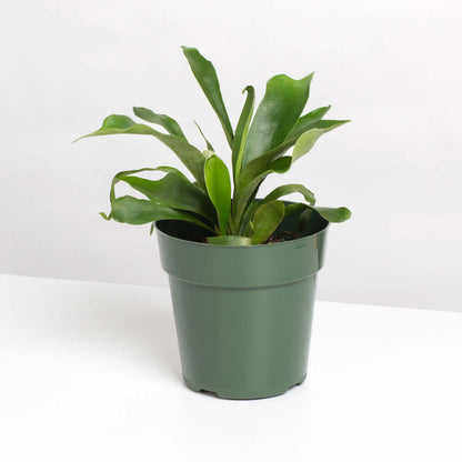 Staghorn Fern – Platycerium bifurcatum 'Elkhorn’