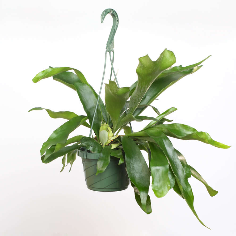 Staghorn Fern – Platycerium bifurcatum 'Elkhorn’
