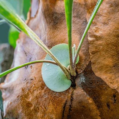 Staghorn Fern – Platycerium bifurcatum 'Elkhorn’